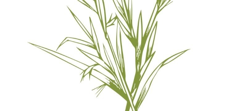 玫瑰草Motia種精油 10ml